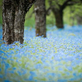 Cottage garden view with delicate blue forget-me-not flowers and tidy growth.