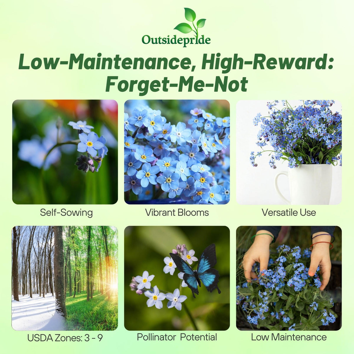 Outsidepride forget-me-not blooms show vibrant blue color for borders and meadows.