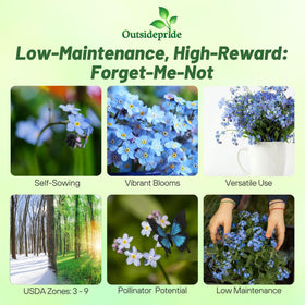 Outsidepride forget-me-not blooms show vibrant blue color for borders and meadows.