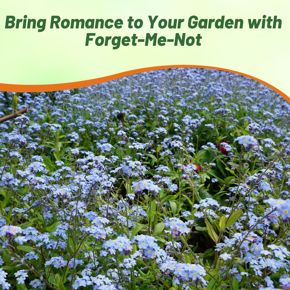 Meadow border planting with blue forget-me-not seeds improves natural areas.