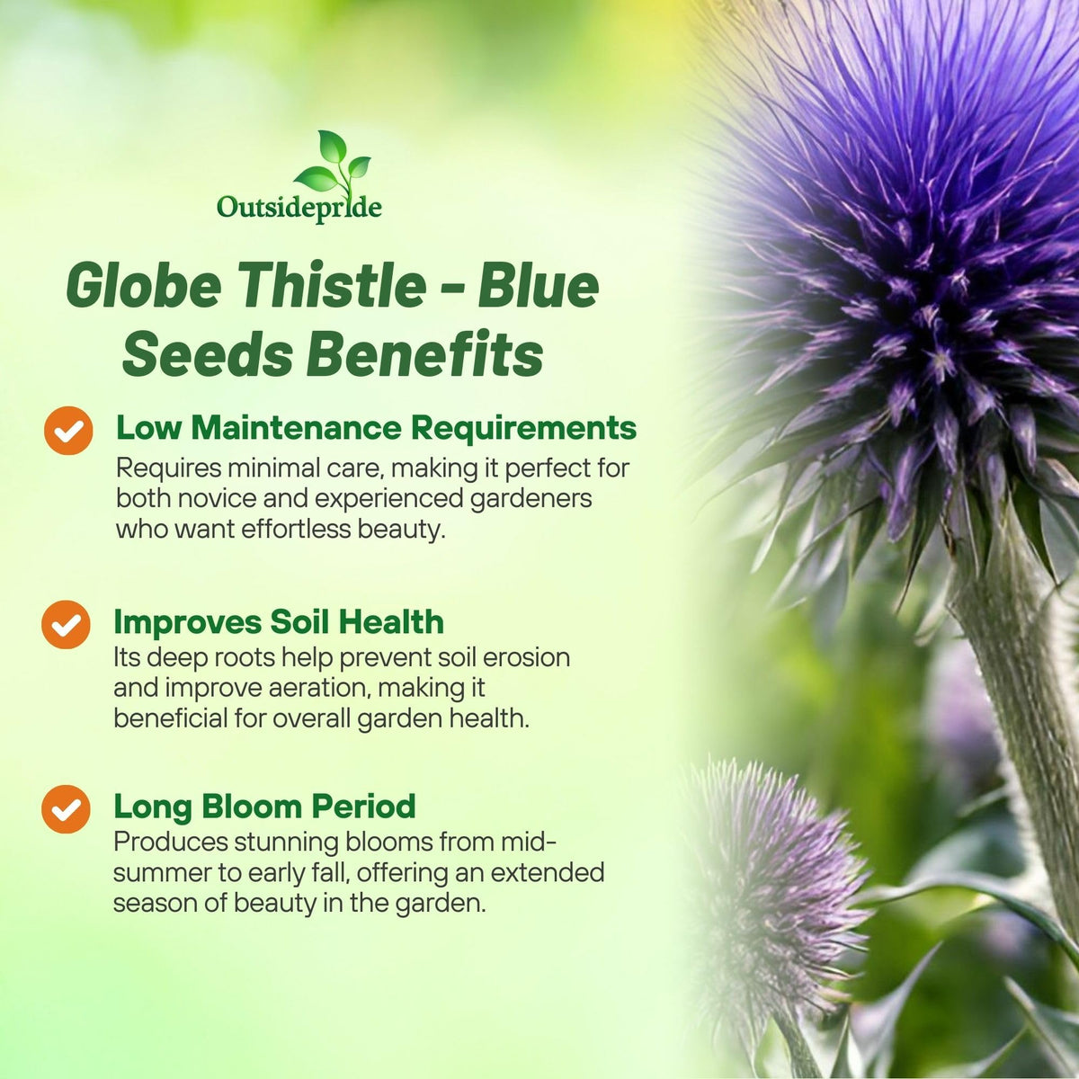Outsidepride Blue Globe Thistle seeds offer dense globe-heads in purple-blue hues.