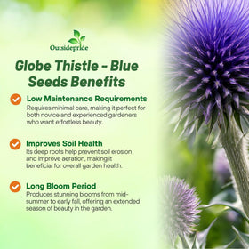 Outsidepride Blue Globe Thistle seeds offer dense globe-heads in purple-blue hues.
