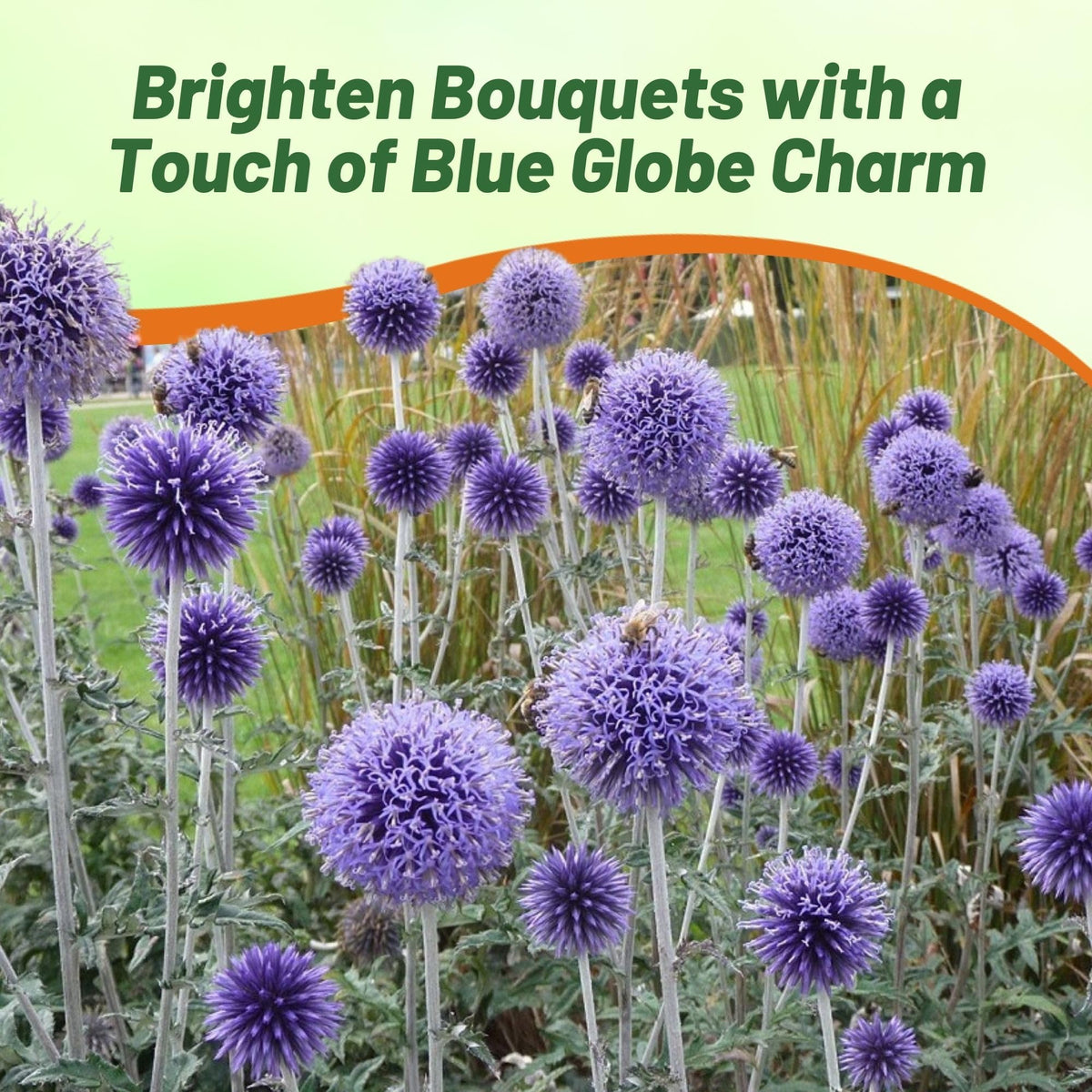 Outsidepride Blue Globe Thistle seeds prove deer-proof garden additions.