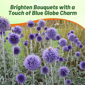 Outsidepride Blue Globe Thistle seeds prove deer-proof garden additions.
