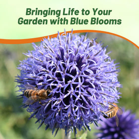 Outsidepride Blue Globe Thistle seeds attract pollinators and add texture.