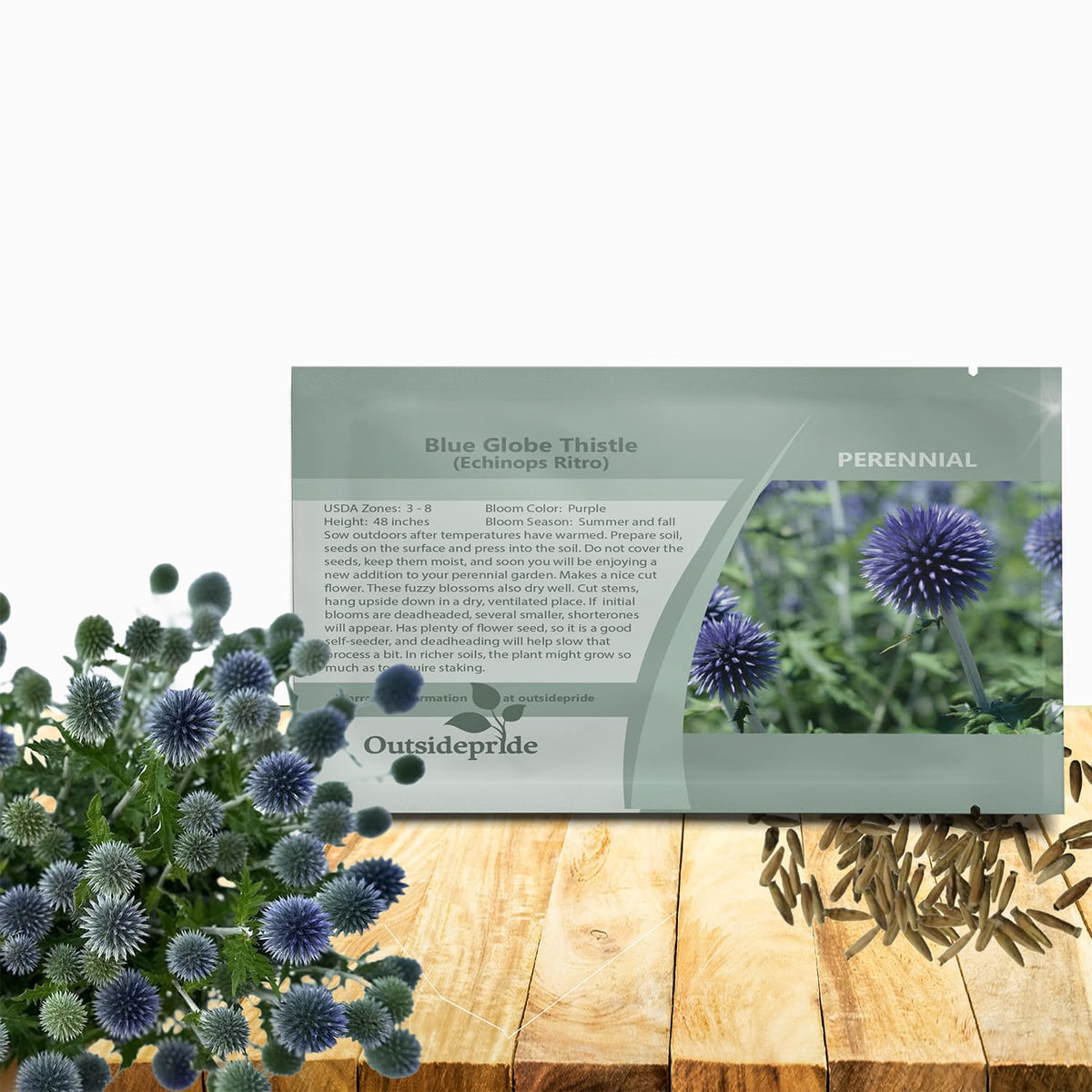 Outsidepride Blue Globe Thistle seeds with globe blooms ideal for border plantings.