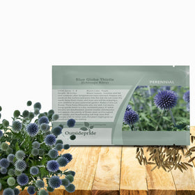Outsidepride Blue Globe Thistle seeds with globe blooms ideal for border plantings.