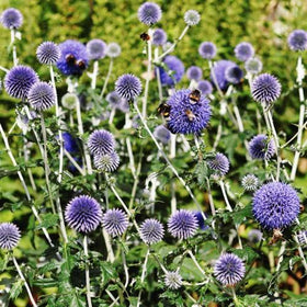 Outsidepride Blue Globe Thistle seeds are perennial and climate-flexible.
