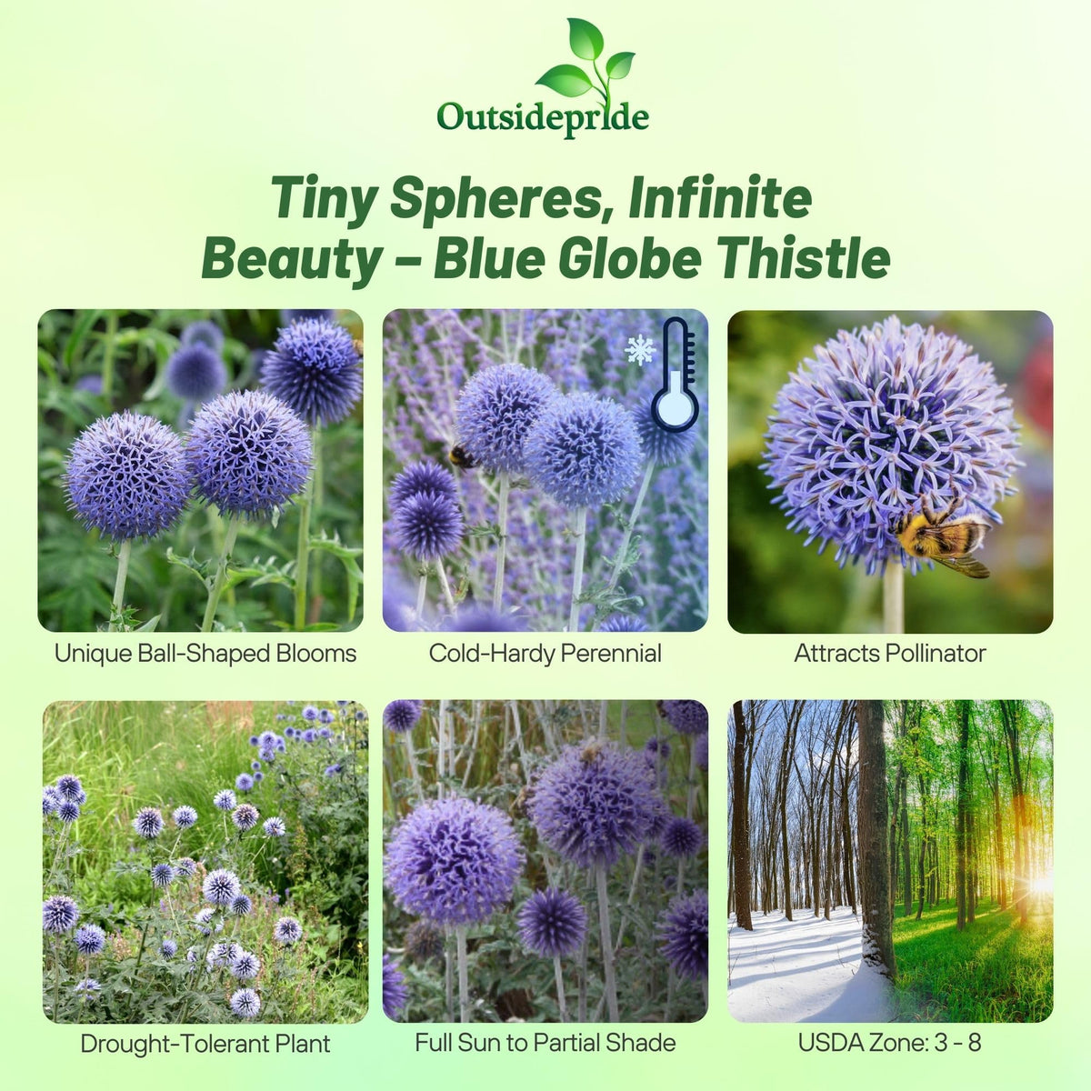 Outsidepride Blue Globe Thistle seeds produce tall stems suitable for cutting.