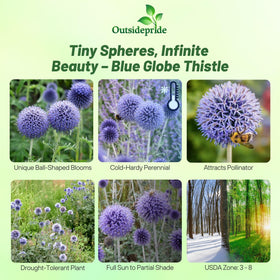 Outsidepride Blue Globe Thistle seeds produce tall stems suitable for cutting.