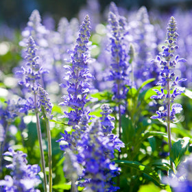 Outsidepride Blue Hyssop fragrant blooms scenting an herb garden.