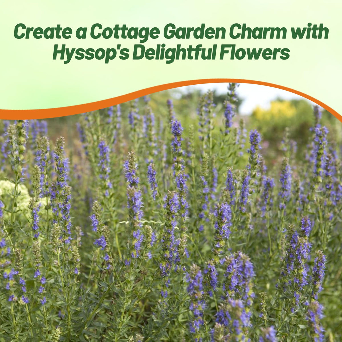 Outsidepride Blue Hyssop blooms attract bees and butterflies to the garden.