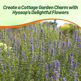Outsidepride Blue Hyssop blooms attract bees and butterflies to the garden.