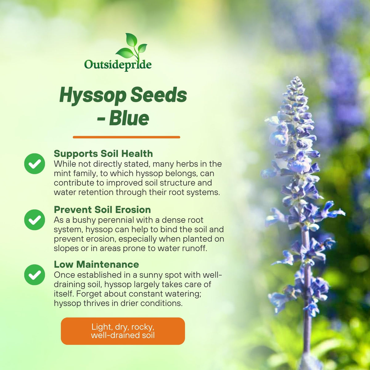 Outsidepride Blue Hyssop seeds container planted in a pot for balcony growing.