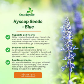 Outsidepride Blue Hyssop seeds container planted in a pot for balcony growing.
