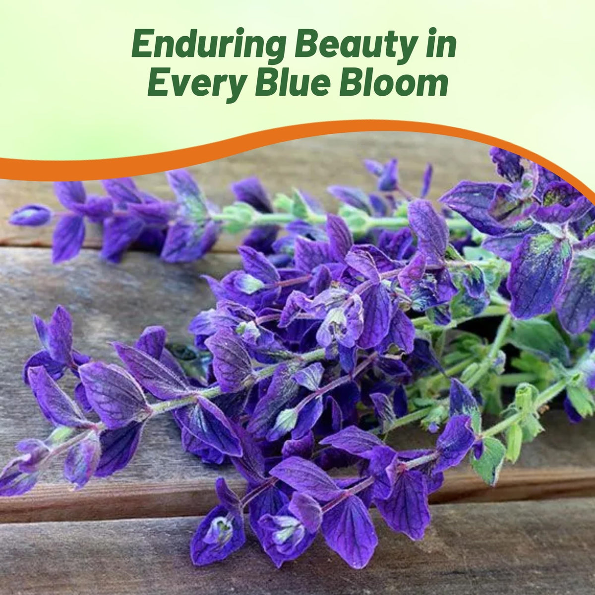 Outsidepride Blue Monday Salvia Seeds are naturally deer-unpalatable and easy to establish