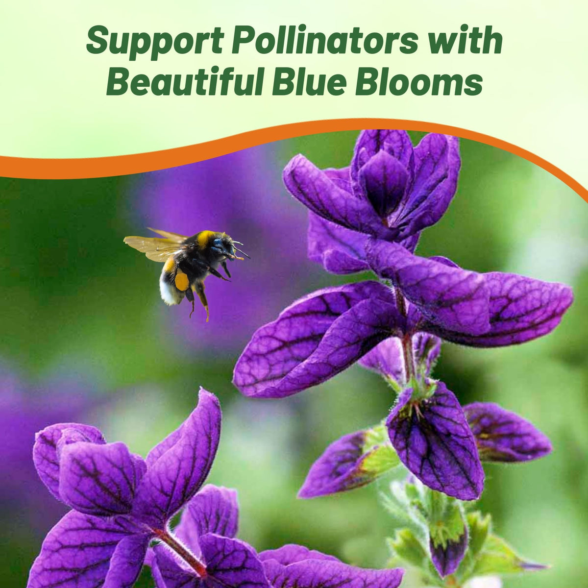 Outsidepride Blue Monday Salvia Seeds fit large borders and meadow plantings for color and height