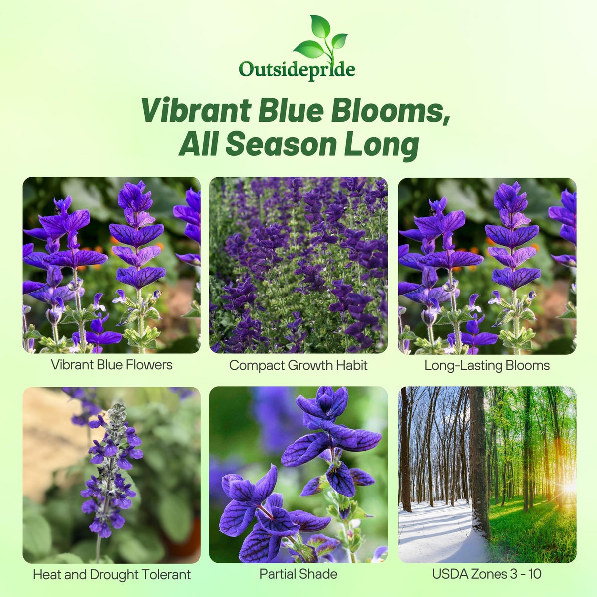 Outsidepride Blue Monday Salvia Seeds offer compact annual growth with bold flower spikes