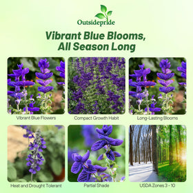 Outsidepride Blue Monday Salvia Seeds offer compact annual growth with bold flower spikes