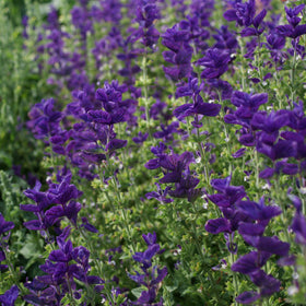 Outsidepride Blue Monday Salvia Seeds deliver seasonal color from early summer through fall