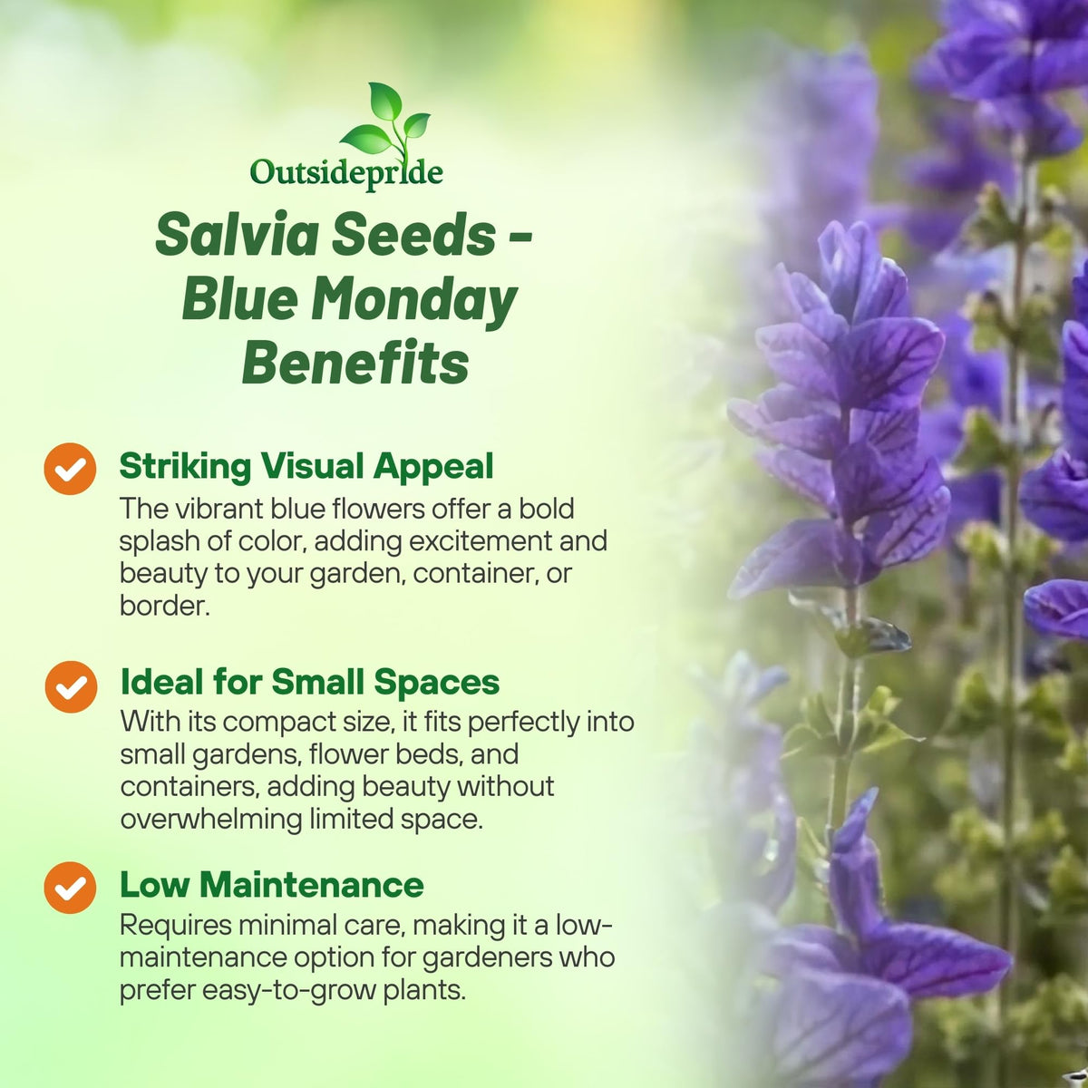 Outsidepride Blue Monday Salvia Seeds are drought-tolerant and ideal for sunny, low-water gardens