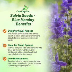 Outsidepride Blue Monday Salvia Seeds are drought-tolerant and ideal for sunny, low-water gardens