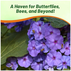 Outsidepride Blue Phlox seeds bright border accents for mixed borders.