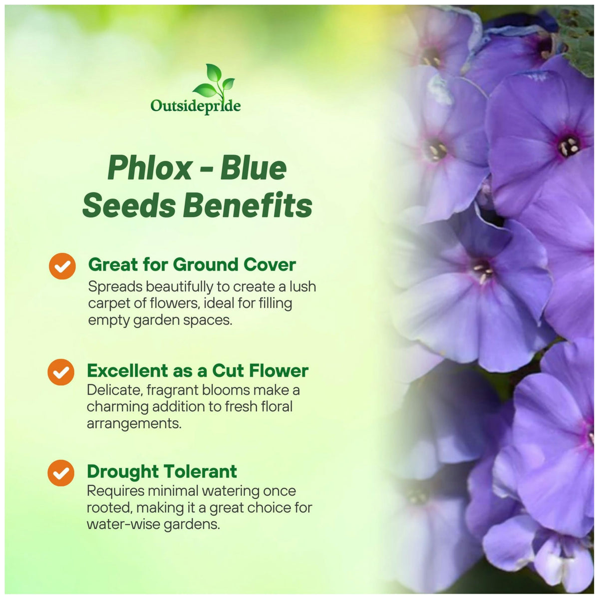 Outsidepride Blue Phlox seeds ready for garden rows with self-seeding potential.