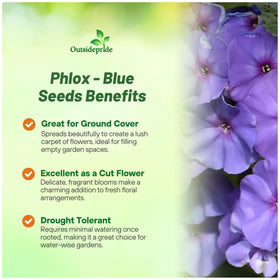 Outsidepride Blue Phlox seeds ready for garden rows with self-seeding potential.