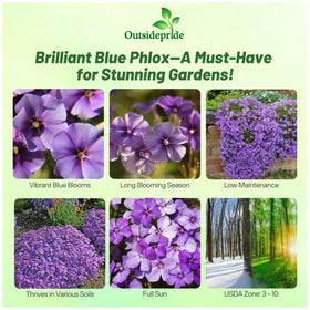 Outsidepride Blue Phlox seeds packaging shows a versatile annual for borders.