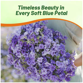 Outsidepride Blue Phlox seeds provide nectar to attract bees and butterflies.