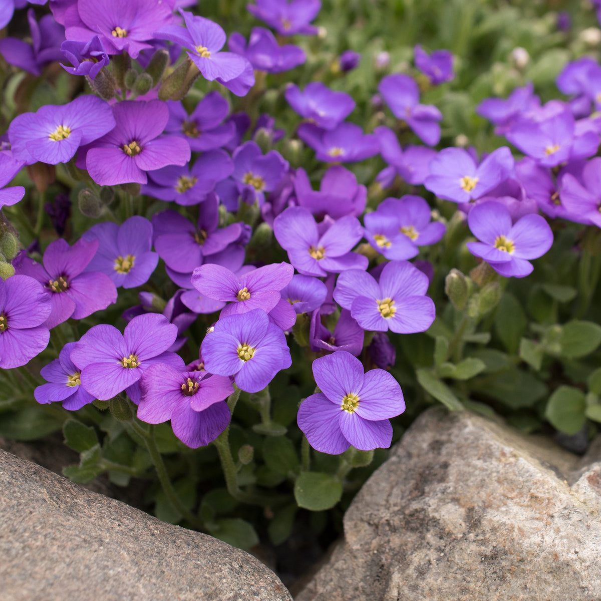Outsidepride Blue Phlox seeds self-seeding color for year-round garden interest.