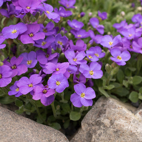 Outsidepride Blue Phlox seeds self-seeding color for year-round garden interest.