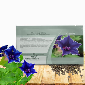 Outsidepride blue picotee morning glory bloom close-up showing vibrant color