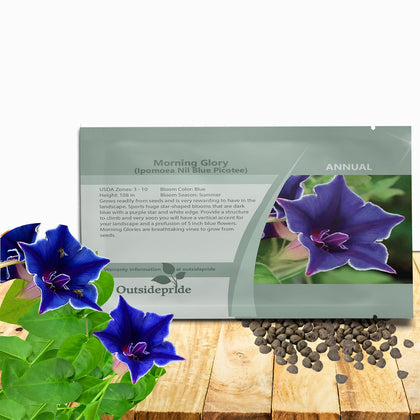 Outsidepride blue picotee morning glory bloom close-up showing vibrant color
