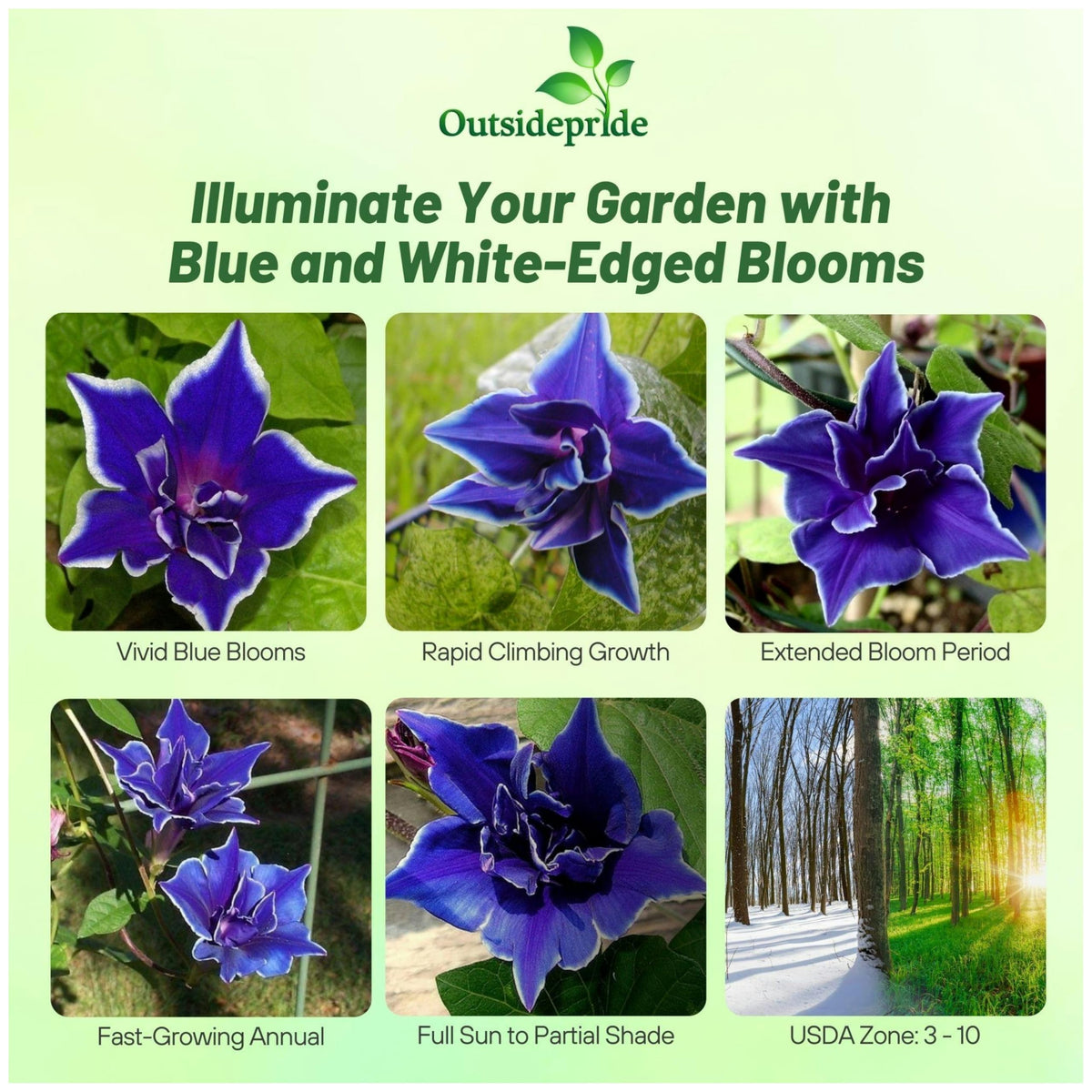Outsidepride blue picotee morning glory vine on trellis for vertical gardening