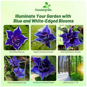 Outsidepride blue picotee morning glory vine on trellis for vertical gardening