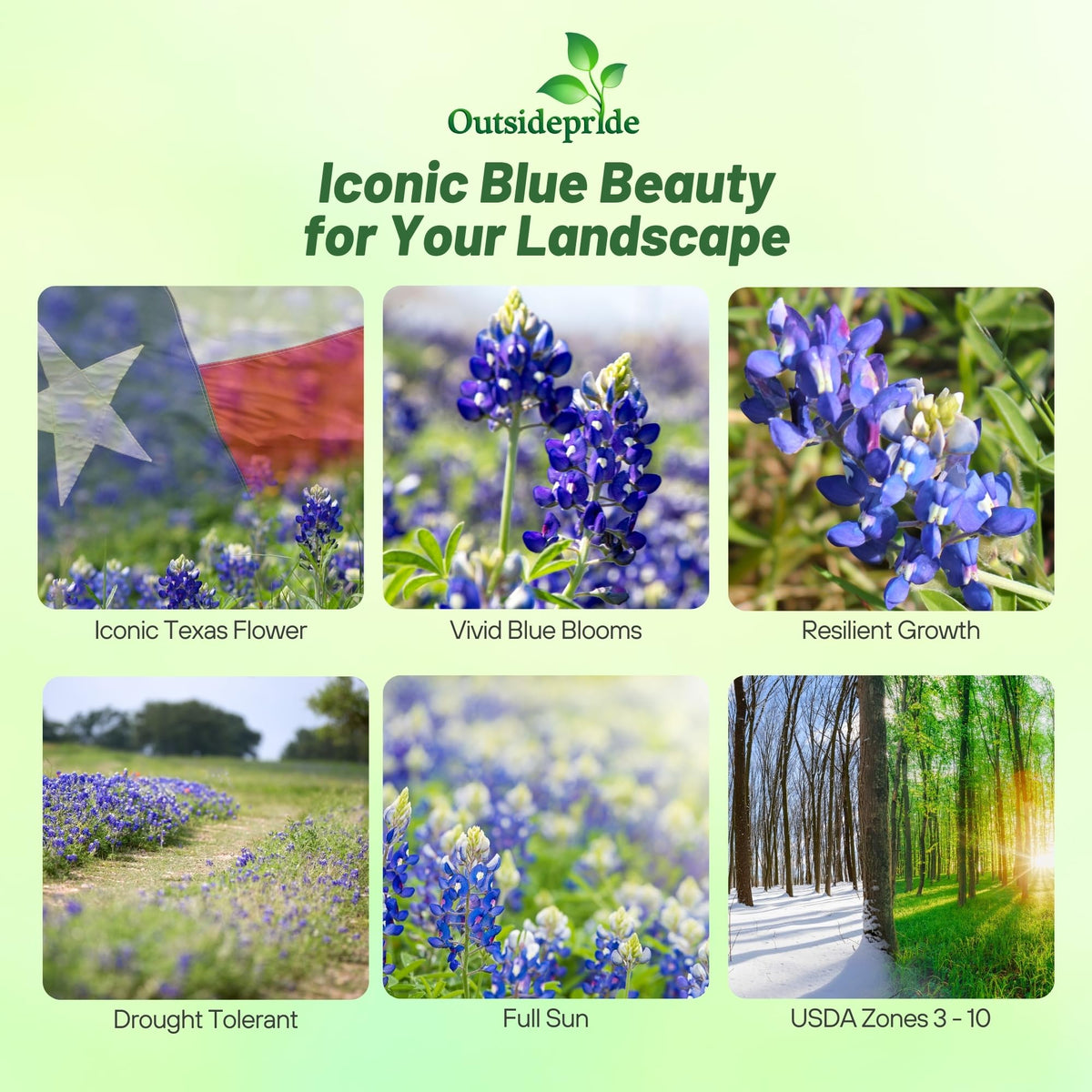 Outsidepride bluebonnet blooms close-up showing vivid blue petals.