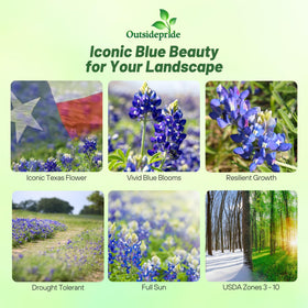 Outsidepride bluebonnet blooms close-up showing vivid blue petals.