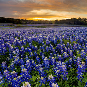 Outsidepride bluebonnet borders display spring color in sunny landscapes.