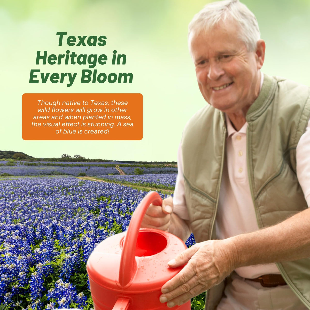 Outsidepride bluebonnet blooms attract bees and butterflies for pollinator gardens.