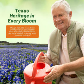 Outsidepride bluebonnet blooms attract bees and butterflies for pollinator gardens.