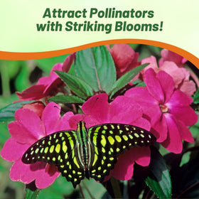 Outsidepride Xtreme Sapphire Mix Impatiens color-filled borders and garden edges