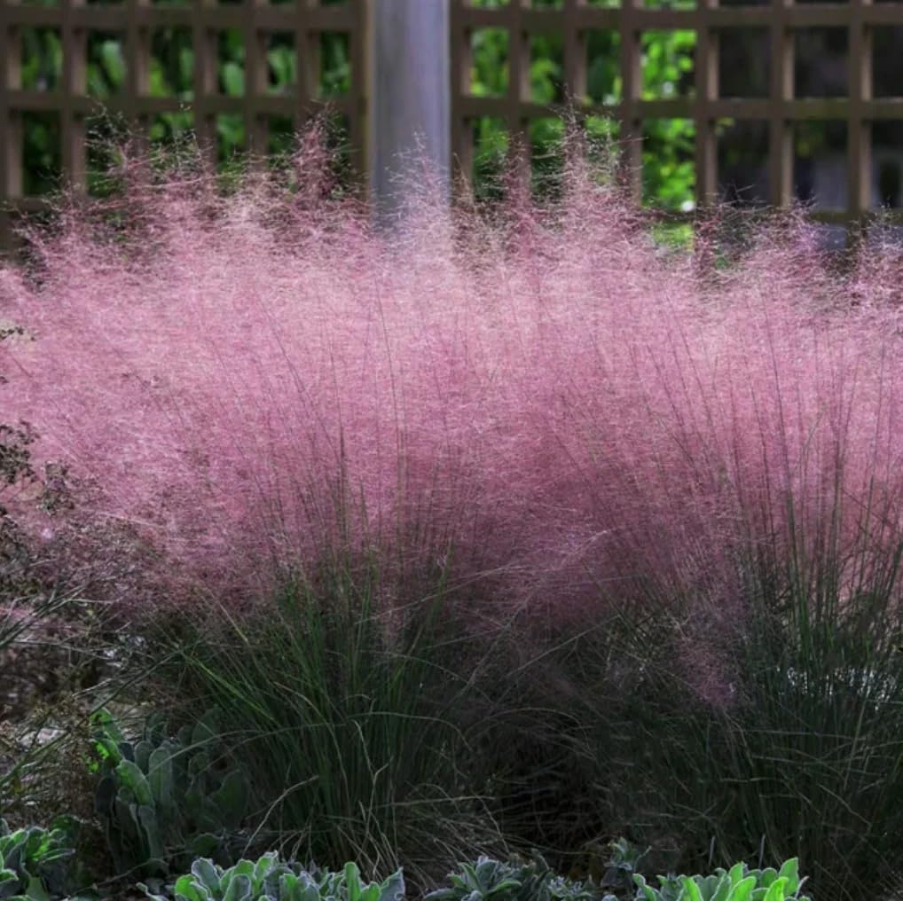 Outsidepride deer-deterrent-grass minimizes browsing while adding texture.
