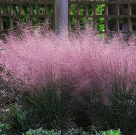 Outsidepride deer-deterrent-grass minimizes browsing while adding texture.