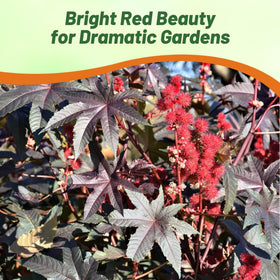 Outsidepride Bright Red Castor Bean Seeds brighten borders with bold foliage contrast