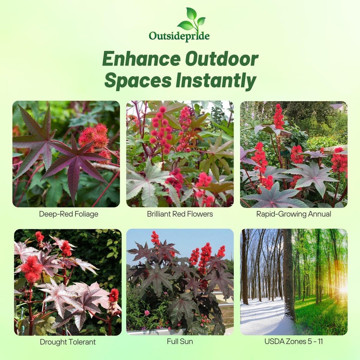 Outsidepride Bright Red Castor Bean Seeds deliver creamy yellow blooms for tropical color