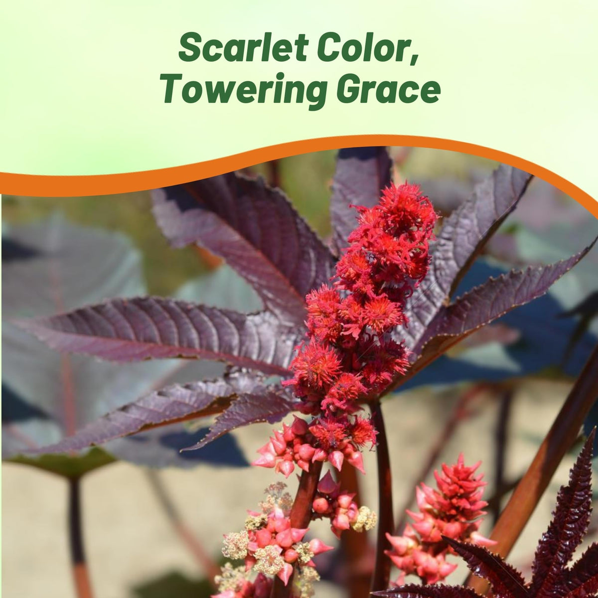 Outsidepride Bright Red Castor Bean Seeds feature large leaves with bold texture