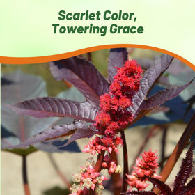 Outsidepride Bright Red Castor Bean Seeds feature large leaves with bold texture