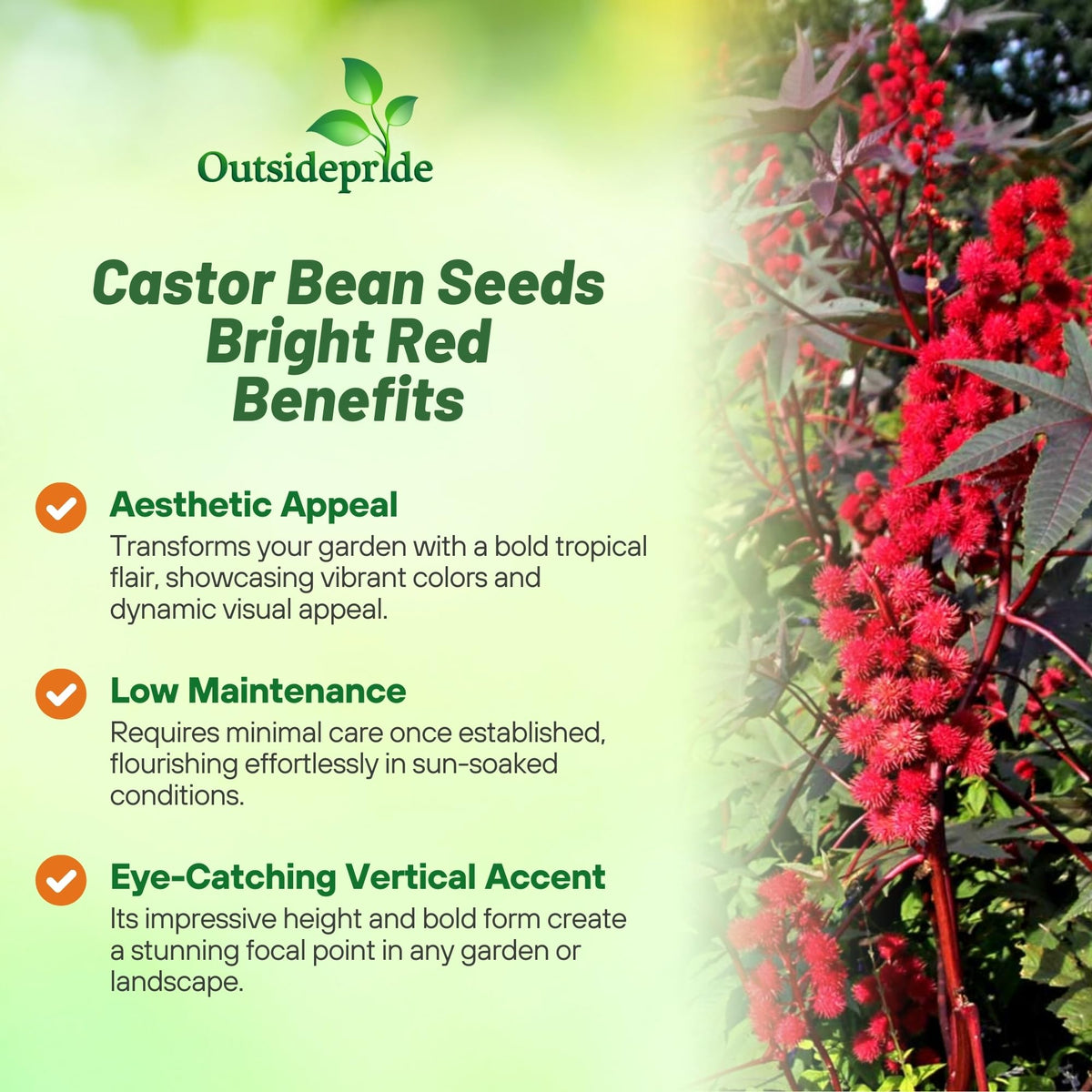 Outsidepride Bright Red Castor Bean Seeds highlight red seed pods for seasonal interest